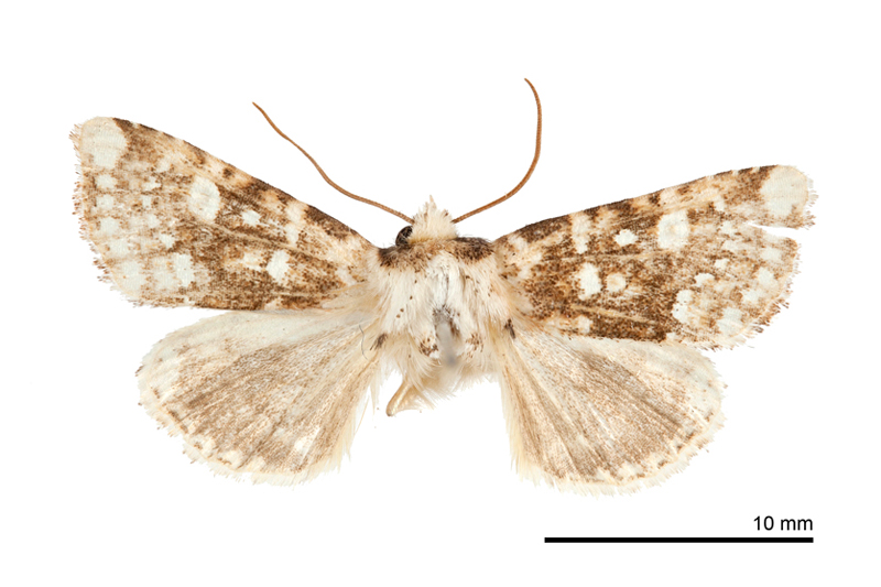 Cosmia hanrongtzuooi Male